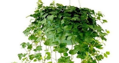 常春藤——一种常青植物的生长习性与适宜环境（探究常春藤在自然环境中的生长特点）