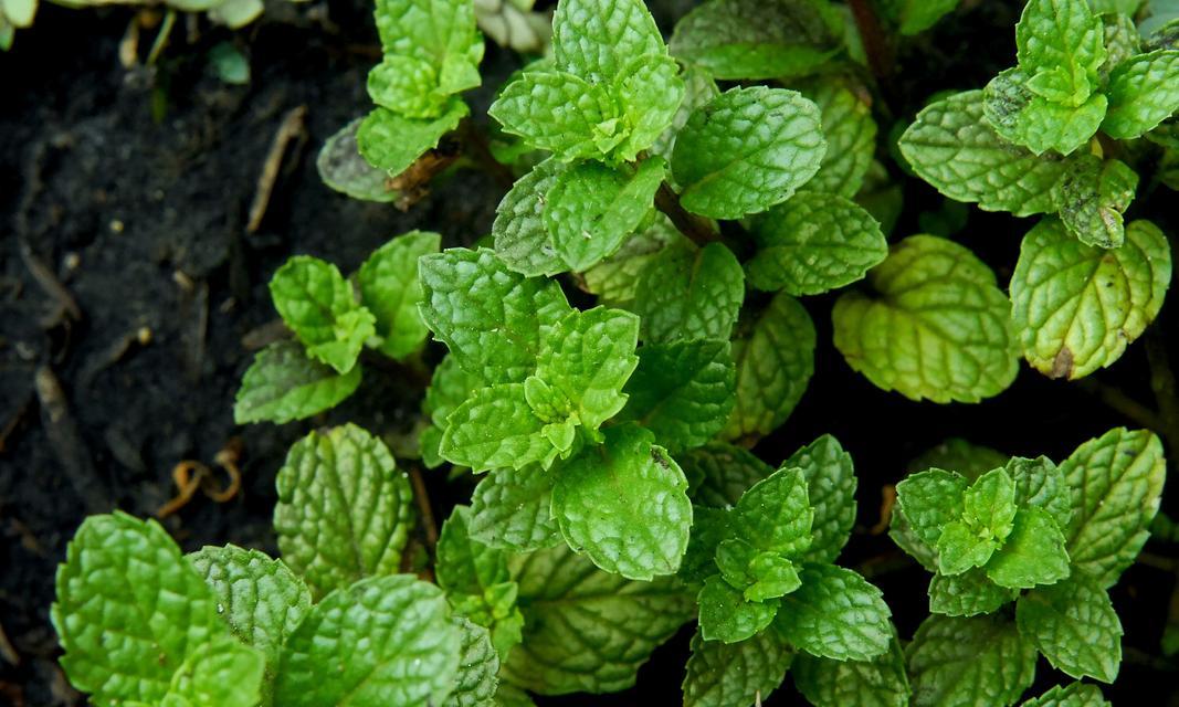 探秘常见草本植物（了解这些神奇的植物）