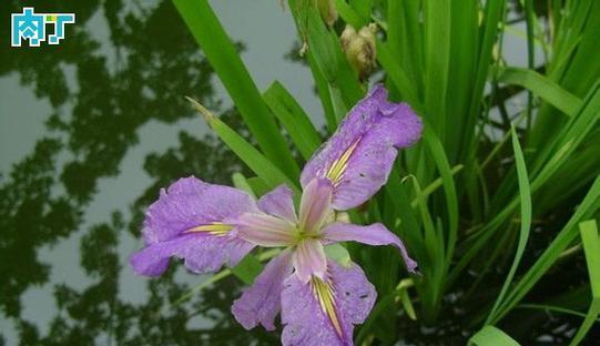 水生植物大揭秘（探索水中花园）