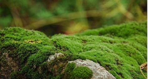 常见苔藓植物介绍（探秘苔藓植物的生态和学术价值）