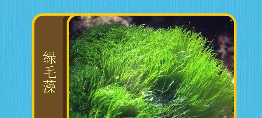 认识常见藻类植物（探索海洋和淡水中的微生物奇观）