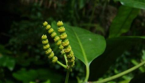 常见裸子植物介绍（了解裸子植物的特点和分类）