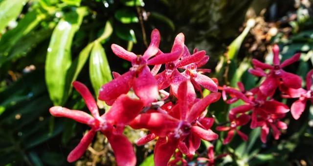 探秘常见热带花卉的美丽世界（了解种类特点）