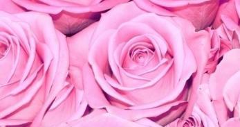 粉玫瑰的花语及适合送给的人（探寻粉玫瑰花语的深意）