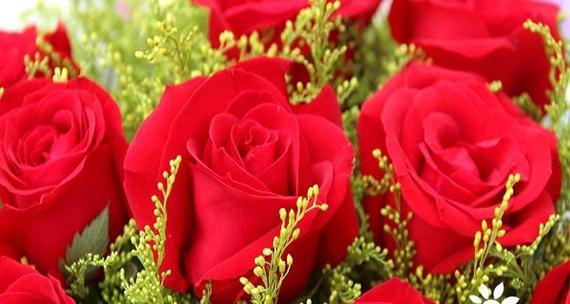 红玫瑰的花语——爱的告白（传递真挚情感的红玫瑰）