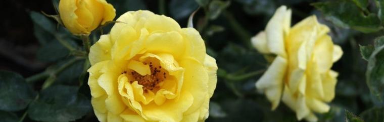 黄玫瑰的花语及其象征意义（探索黄玫瑰的美丽和寓意）