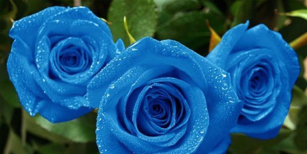 蓝色玫瑰的花语与意义（探索蓝色玫瑰的神秘之美）