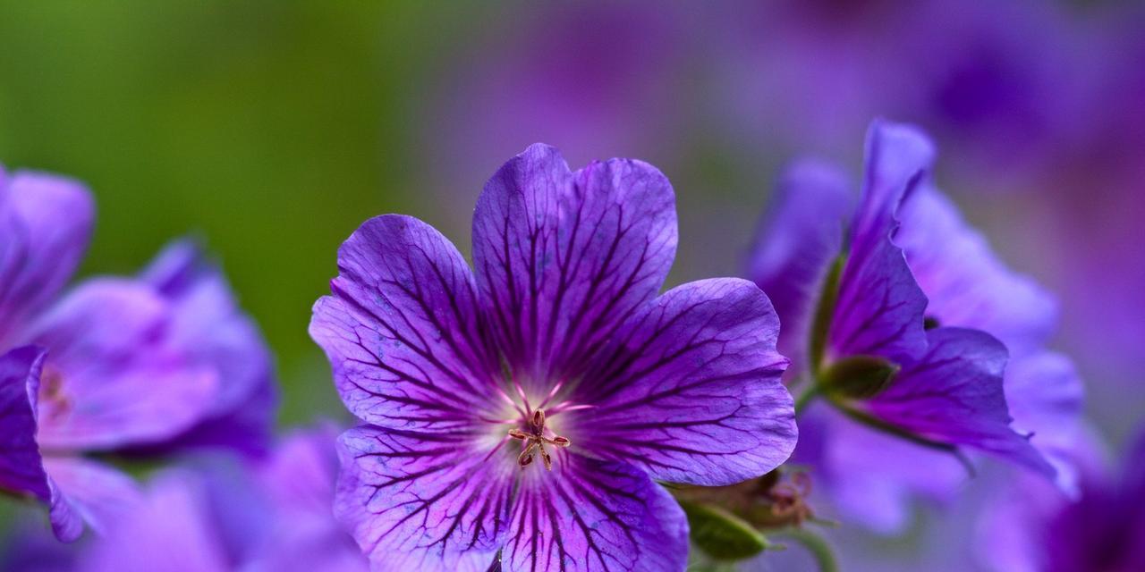 紫色花朵的寓意与魅力（揭开紫色花朵的神秘面纱）