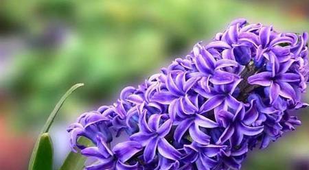 紫色风信子花语的含义及象征（探寻紫色风信子的深层寓意）