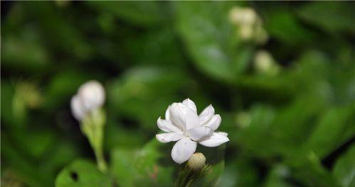 茉莉的花语与故事（花开花谢）