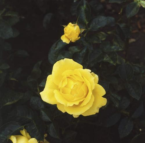 3朵玫瑰的花语（解读玫瑰花的不同寓意与象征）