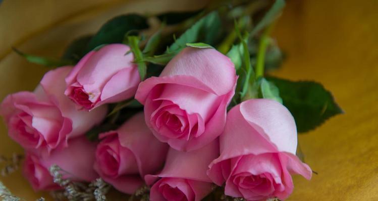 七朵玫瑰的花语传递爱的情感（探索七朵玫瑰所代表的花语及其意义）