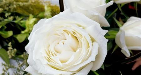白玫瑰的花语及其象征意义（以纯洁和无私之情表达爱意）