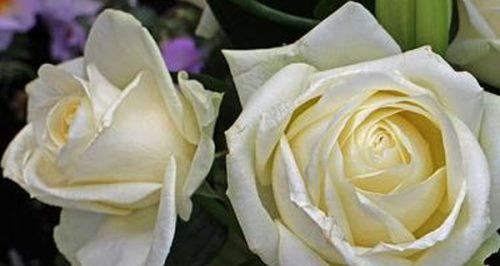 白玫瑰的花语及其象征意义（以纯洁和无私之情表达爱意）