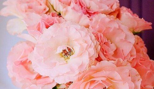 粉红色玫瑰的花语与意义（探寻粉红色玫瑰背后的情感世界）