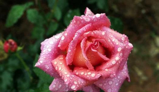 玫瑰的花语（探究粉色玫瑰的情感象征与传达方式）