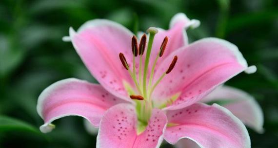 粉色百合花的象征意义及美丽之秘（了解粉色百合花的含义与魅力）