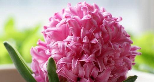 探秘粉色花语的意义与象征（浅析粉色花朵所传递的情感与寓意）