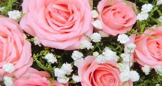 粉色玫瑰的花语和意义（探索粉色玫瑰背后的浪漫和温暖）