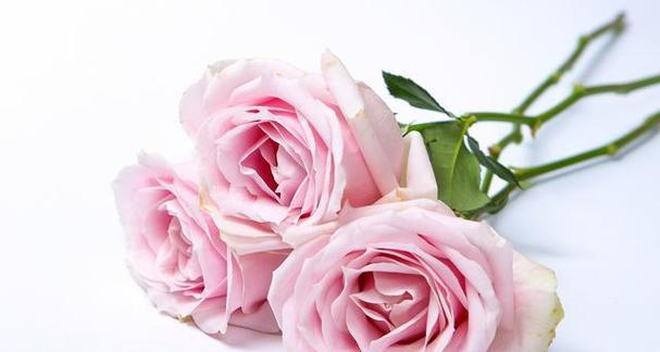 粉色玫瑰花语的意义和象征（粉色玫瑰代表爱情与美好）