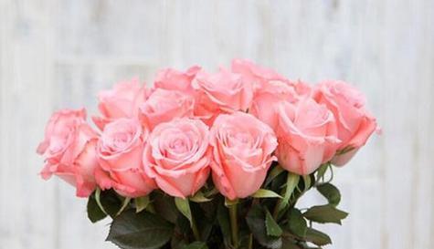 粉色玫瑰花的花语与意义（探寻粉色玫瑰花所蕴含的美好祝福）