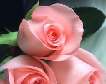 粉色玫瑰花语的深刻含义（探索粉色玫瑰所传递的情感和意义）