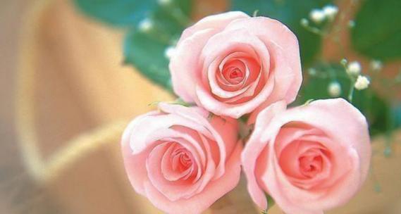 粉色玫瑰花语的深刻含义（探索粉色玫瑰所传递的情感和意义）