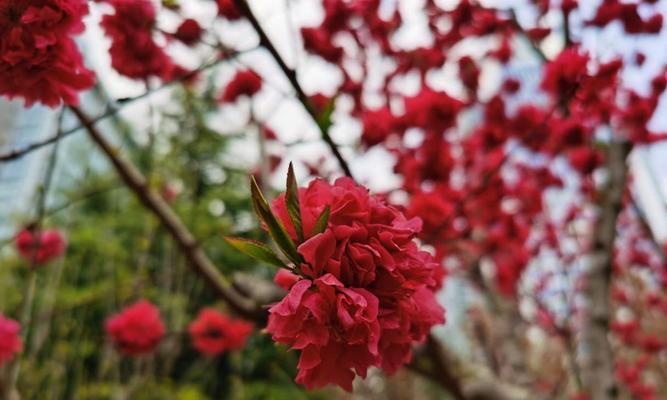 广元的市花-红梅花的美丽与象征意义（红梅花的赋予广元的美丽）