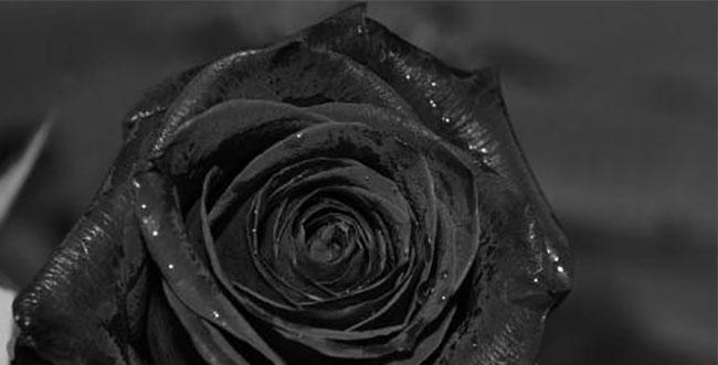 黑玫瑰的花语（揭秘黑玫瑰的寓意及传说）