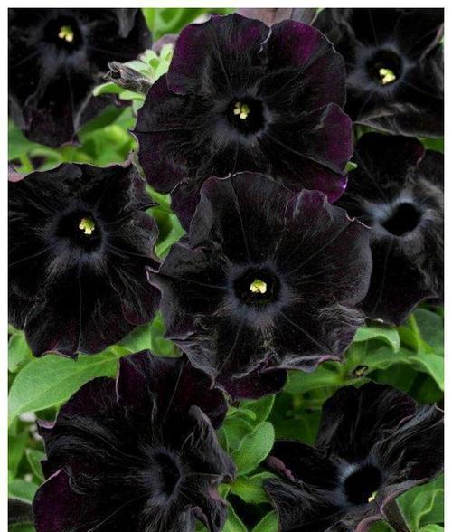 黑色莲花的象征意义——黑暗中的美丽（探寻黑色莲花的神秘魅力）
