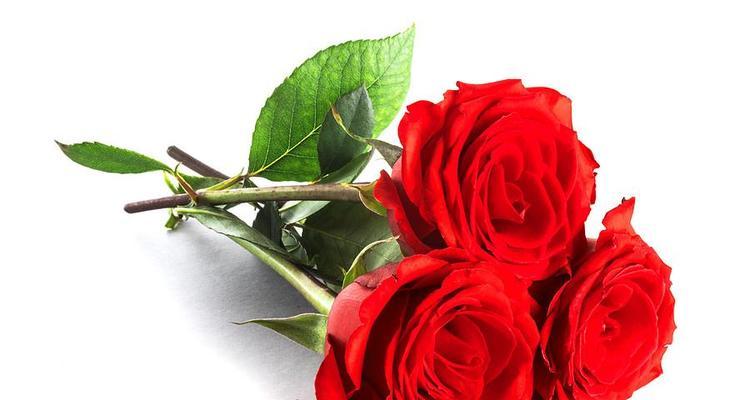 红玫瑰的花语及象征意义（传递爱与热情的红玫瑰）