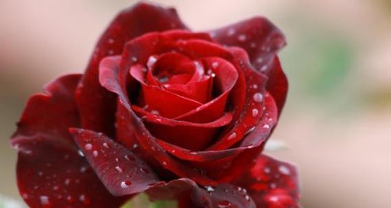 红玫瑰的花语与寓意（红玫瑰传达的爱与热情）