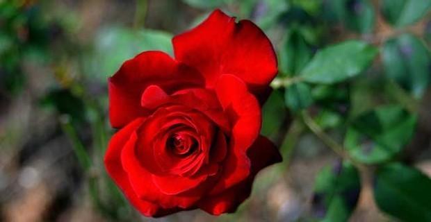 红玫瑰的花语与寓意（红玫瑰传达的爱与热情）