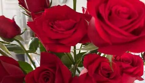 红玫瑰花语——爱的表达与承诺（以红玫瑰为信物）