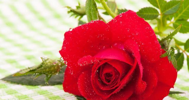红玫瑰的花语——爱与热情（表达深情的鲜花）