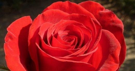 红玫瑰的花语——爱与热情（表达深情的鲜花）