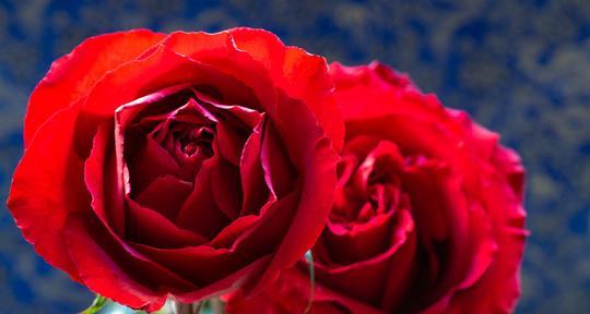 红玫瑰的寓意与象征（花海中的情感之语）