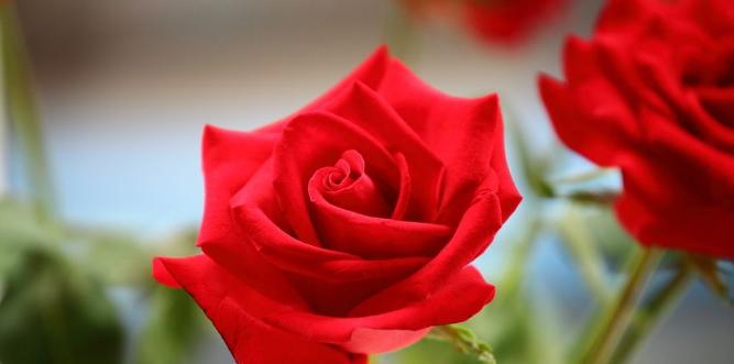 红玫瑰的象征意义（爱情的化身与美的传承）