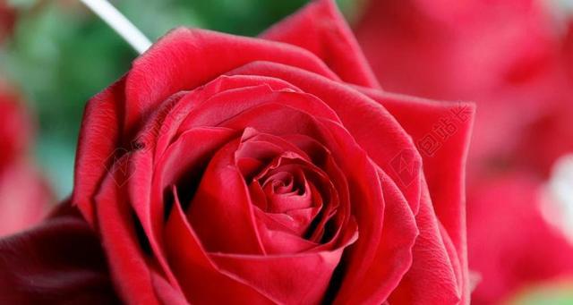 红玫瑰的象征意义（爱情的化身与美的传承）