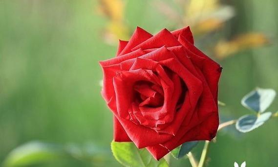 红色玫瑰的花语与美好爱情（红色玫瑰传递的爱情与激情）