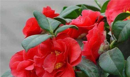 红色山茶花的花语及代表意义（红色山茶花的美丽和寓意）