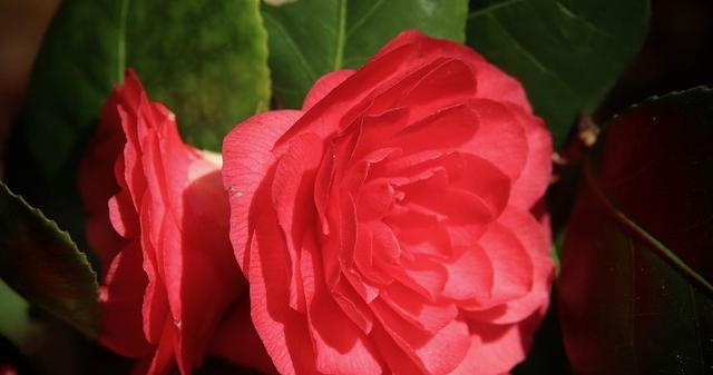 红色山茶花的花语及代表意义（红色山茶花的美丽和寓意）