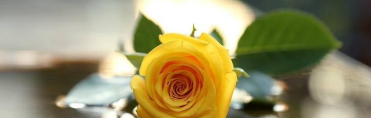 黄玫瑰的花语及象征意义（探寻黄玫瑰的花语之美）