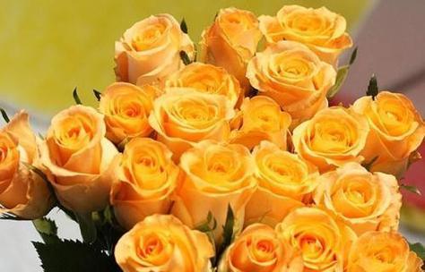 黄玫瑰的花语及象征意义（探寻黄玫瑰的花语之美）