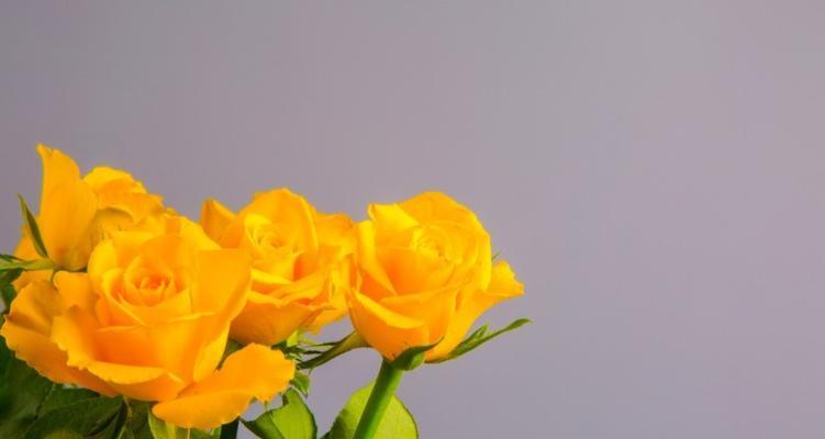 以黄玫瑰为主题的寓意和象征风水（黄玫瑰的美丽传说和祝福）