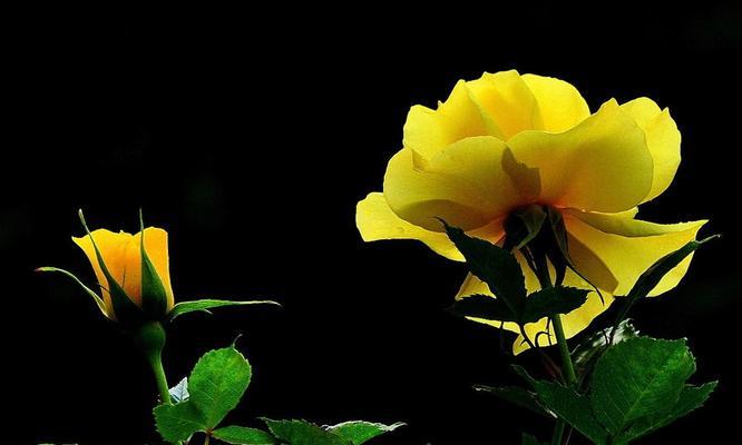 以黄玫瑰为主题的寓意和象征风水（黄玫瑰的美丽传说和祝福）