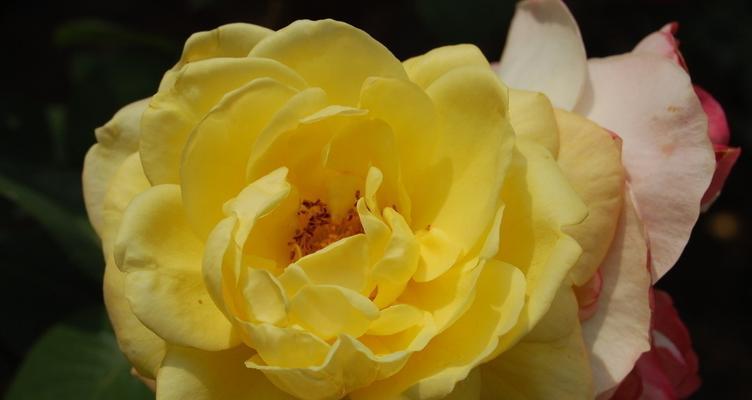 黄玫瑰花的象征意义及寓意（黄玫瑰的温暖与希望）