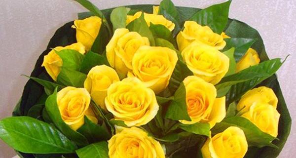 黄玫瑰花的象征意义及寓意（黄玫瑰的温暖与希望）