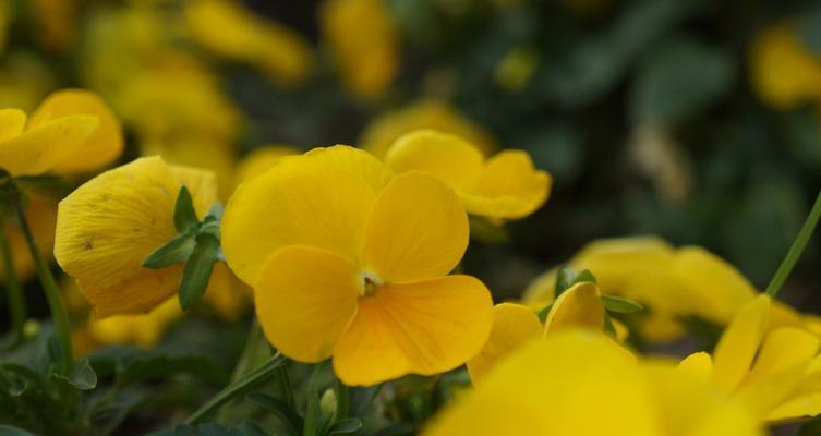 黄色花的象征意义与特点（探索黄色花的文化和情感象征）