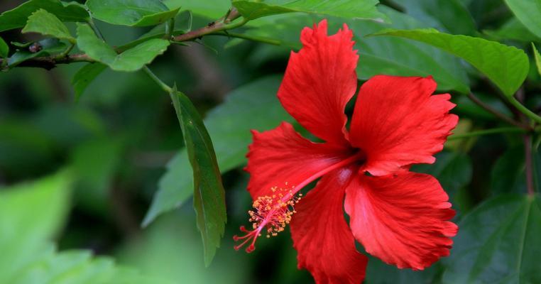 扶桑花——日本的国花（从历史到文化）